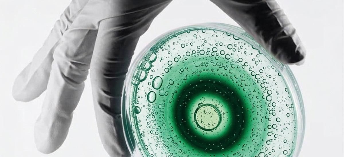 Hand in a white glove holding a petri dish containing a green microbial culture.