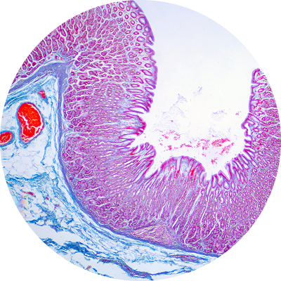 Microscopic cross-section of intestinal tissue with pink and blue staining on a white background.